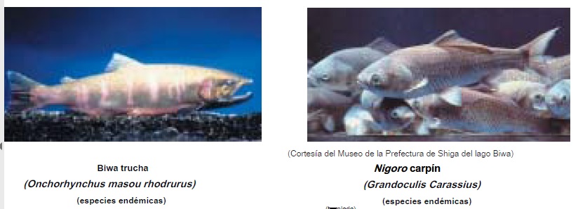peces biwa